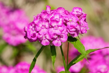 Purple dianthus flower also known as  rainbow pink or China pink in the summer garden.  Dianthus chinensis