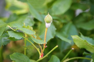 Detail of powdery mildew, plant disease - affected rose flower