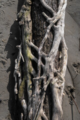 Dettaglio di un tronco portato a riva dalla marea sulla spiaggia di Pellestrina, isola della laguna di Venezia - obrazy, fototapety, plakaty
