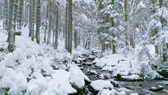 River winter forest nature tree ice outdoor season weather snow