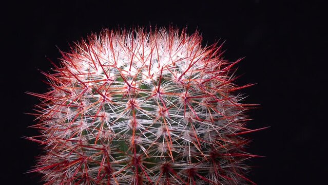 Notocactus (Parodia) rutilans - round cactus with red spines in the botanical collection