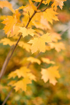 yellow maple leaves on a tree.