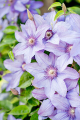 purple clematis close-up with a space for text. beautiful garden flowers. rare varieties of garden plants. abundant flowering in the garden