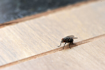 mosca inseto 