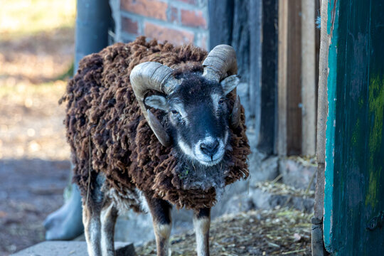 Portrait of a Soay sheep on the farm