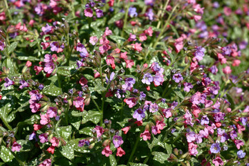 Fototapeta premium Sunny spring day. The pulmonaria saccharata plentifully blossoms in small pink-purple flowers.