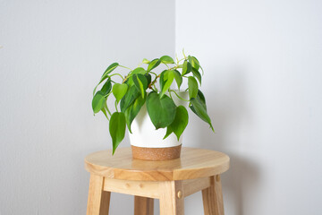 Brazilian Pothos in a white pot. Philodendron Brasil. Beautifil house plant