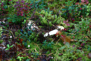 In autumn the damp wood from under a moss the white milk mushroom appeared. The bilberry and a cowberry shrub grow around.