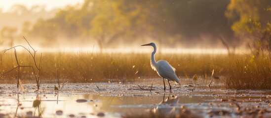 A white bird stands in the water at Kakadu National Park, showcasing the majestic wildlife in this natural habitat.