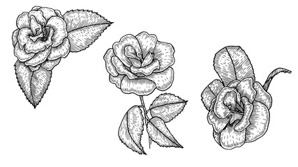 Vintage collection of spring camellia flowers, Contour of camellia flowers, A set of hand-drawn illustrations, transparent background or filled
