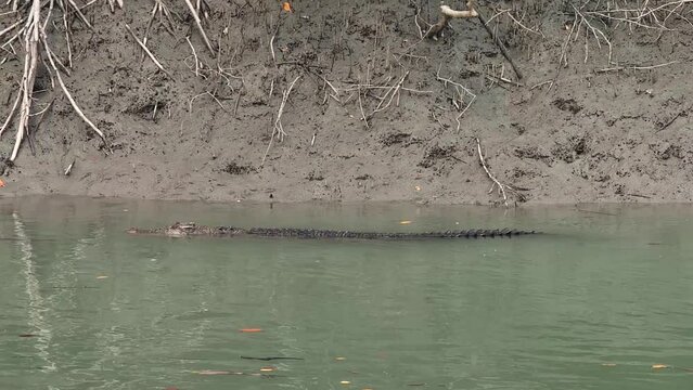 4K UHD close-up video footage of a saltwater crocodile swimming in the brackish waters of Sundarban National Park located in West Bengal state of India
