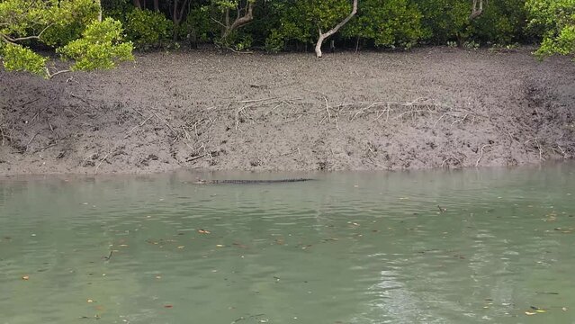 4K UHD video footage of a saltwater crocodile swimming in the brackish waters of Sundarban National Park located in West Bengal state of India