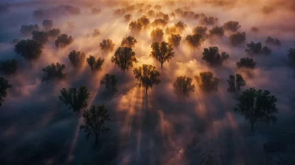 Photo sur Aluminium Matin avec brouillard vue aérienne d'un paysage au petit matin recouvert d'un brouillard entre les arbres à moitié recouvert