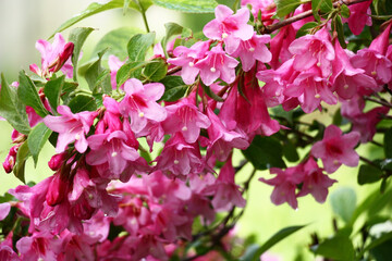 The blossoming weigela branches with bright flowers and fresh green leaves.Flowers and leaves damp after a rain.