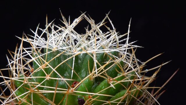 Dolichothele decipiens - cactus with long spines on long papillae in a botanical collection
