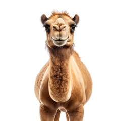 Camel isolated on transparent or white background