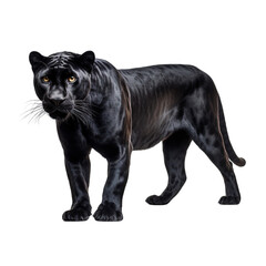 Black panther standing isolated on transparent or white background
