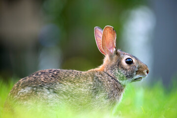 Grey small hare eating grass on summer field. Wild rabbit in nature