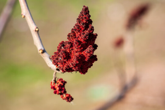 Close-up of Rhus typhina cluster, vibrant red in sunlight.