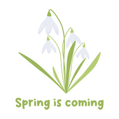 spring postcard with snowdrops. Spring is coming. spring print. vector flat illustration.