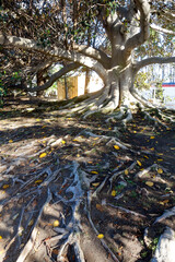 Moreton Bay Fig Aerial Surface Roots, San Diego, California
