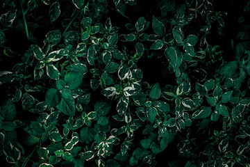 tropical green leaf texture, nature dark green background