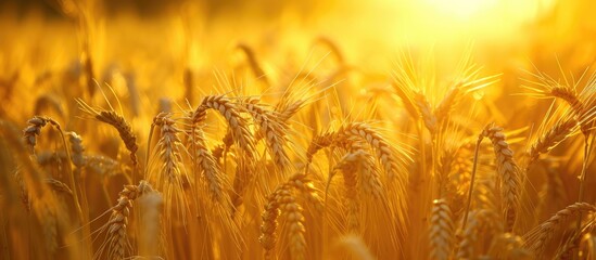 A breathtaking view of a field filled with ripe wheat illuminated by the light of the setting sun.