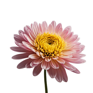 Chrysanthemum image isolated on a transparent background PNG photo