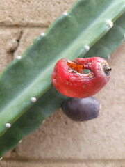 Ripe red and violet fruit of Cereus cactus attached to deep green thornless ribs (focus on a red fruit, shallow depth of field)