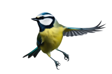 a high quality stock photograph of a single jumping happy blue tit isolated on a white background