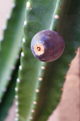 Ripe violet fruit of Cereus cactus attached to deep green thornless ribs