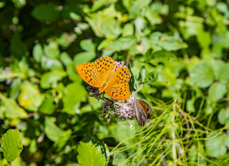 Macro photo of a beautiful orange and black butterfly sitting on a wildflower. In the background the green leaves of a bush. Close up. Insect, fauna, wild nature.