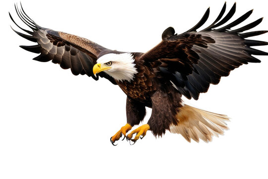 a high quality stock photograph of a single flying happy eagle isolated on a white background
