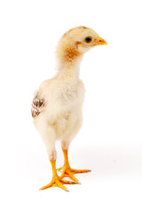 Cute little chicken isolated on white background, easter concept.	
