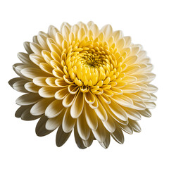 Chrysanthemum image isolated on a transparent background PNG photo