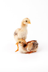 Cute little chicken isolated on white background, easter concept.	