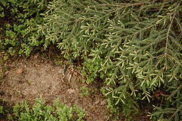 young shoots on the Christmas tree. the growth and condition of a coniferous plant in spring.