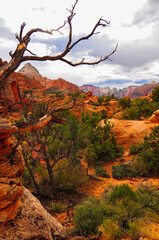 Cloudy afternoon on the beautiful sandstone landscape of the Canyon Overlook trail through Pine...