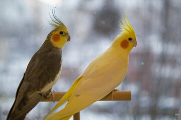 Parrots are sitting on a cage.Cute cockatiels.Cockatiel parrots pets.Parrots are playing.
Caring for pets.Two parrots.Smart bird.Bird with a crest.Cute animal.Funny bird.Parrot looks.Cockatiel.Pet.