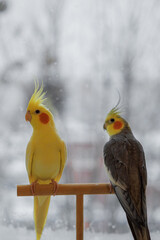 Parrots are sitting on a cage.Cute cockatiels.Cockatiel parrots pets.Parrots are playing.
Caring for pets.Two parrots.Smart bird.Bird with a crest.Cute animal.Funny bird.Parrot looks.Cockatiel.Pet.