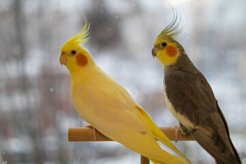 Parrots are sitting on a cage.Cute cockatiels.Cockatiel parrots pets.Parrots are playing.
Caring for pets.Two parrots.Smart bird.Bird with a crest.Cute animal.Funny bird.Parrot looks.Cockatiel.Pet.