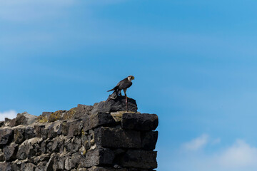 fastoch, lanner falcon resting on an old fort