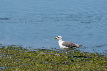 gull eating a fish in the lake