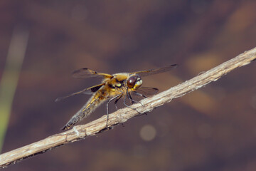 Dragonfly in the setting sun