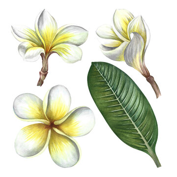 Plumeria. An exotic tropical fragrant flower. A hand-drawn watercolor illustration. Highlight it. An element for the design of packaging, postcards and labels. For banners, flyers, flyers.