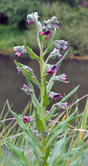 Cynoglossum officinale blooms in nature