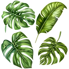 Foto op Plexiglas Monstera Set of tropical leaves on white background.