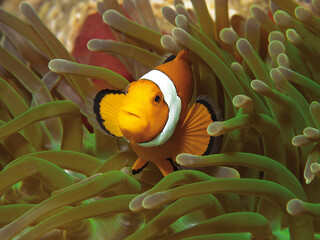 Anemonenfische sind sehr neugierig: Falscher Clownfisch in seiner Anemone im Korallenriff, Unterwasserfotografie aufgenommen in Raja Ampat, Indonesien. Clownfisch in grüner Anemone - obrazy, fototapety, plakaty
