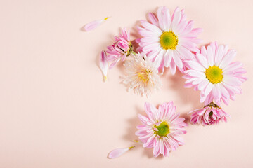 Pink chrysanthemums on a cream background.