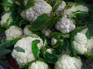 Heap of Cauliflower in the Market.